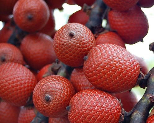Why is Buriti Palm the Tree of Life?
