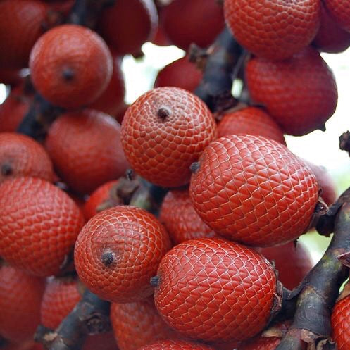 Why is Buriti Palm the Tree of Life?